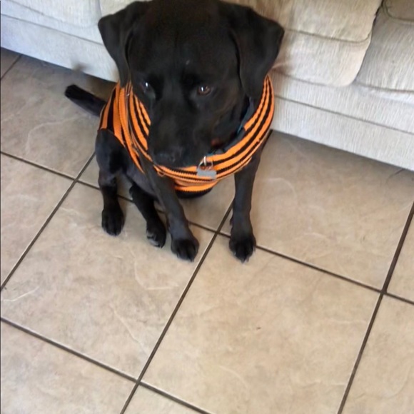 Meet your Posher, Gi - Picture 3 of 8